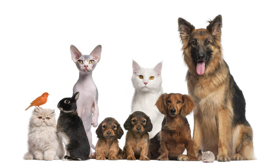 Pet Friendly Hotels in Fort Lauderdale